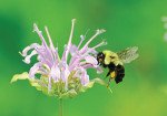 Our Environment: The Beauty of Bees