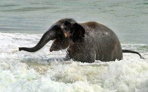 BabyElephantSwimming500x314