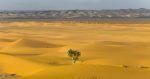 tree in the desert